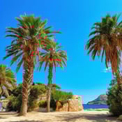 holiday on ibiza with palm trees